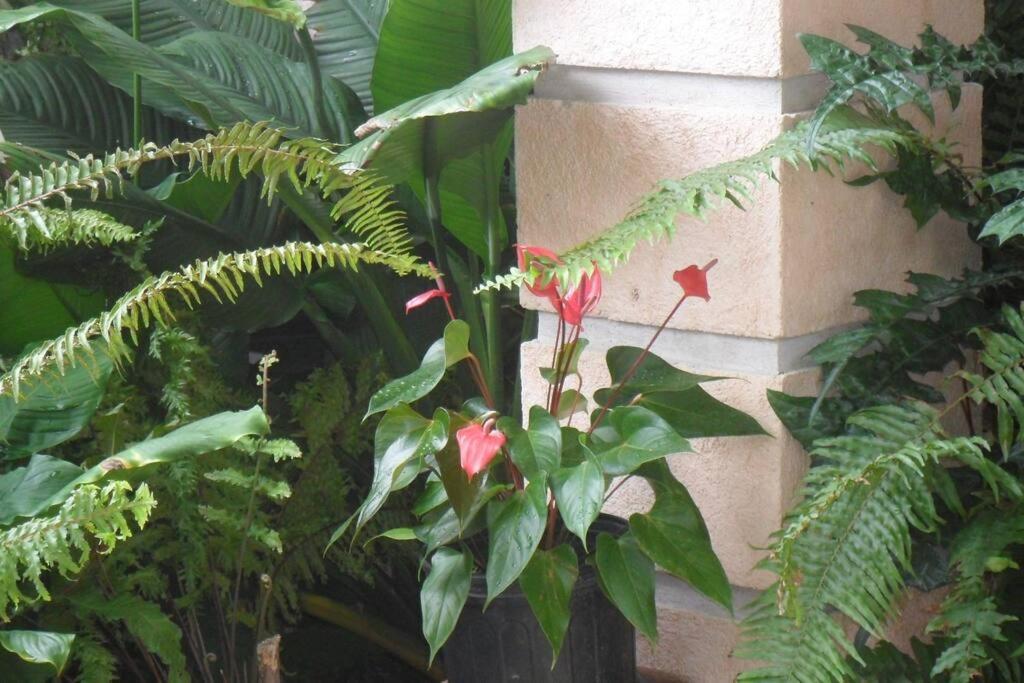 Idilio Escape Apartment Ocho Rios Bagian luar foto