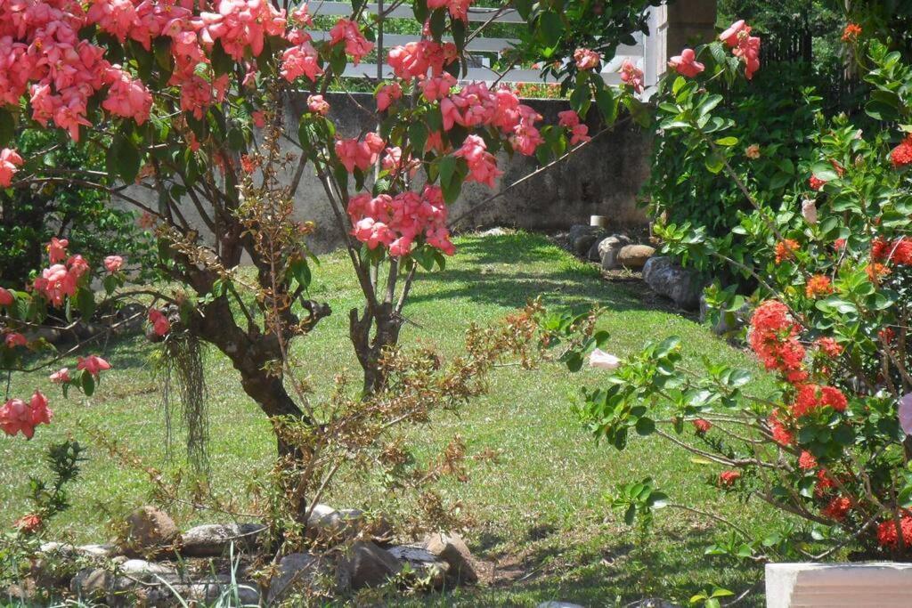 Idilio Escape Apartment Ocho Rios Bagian luar foto